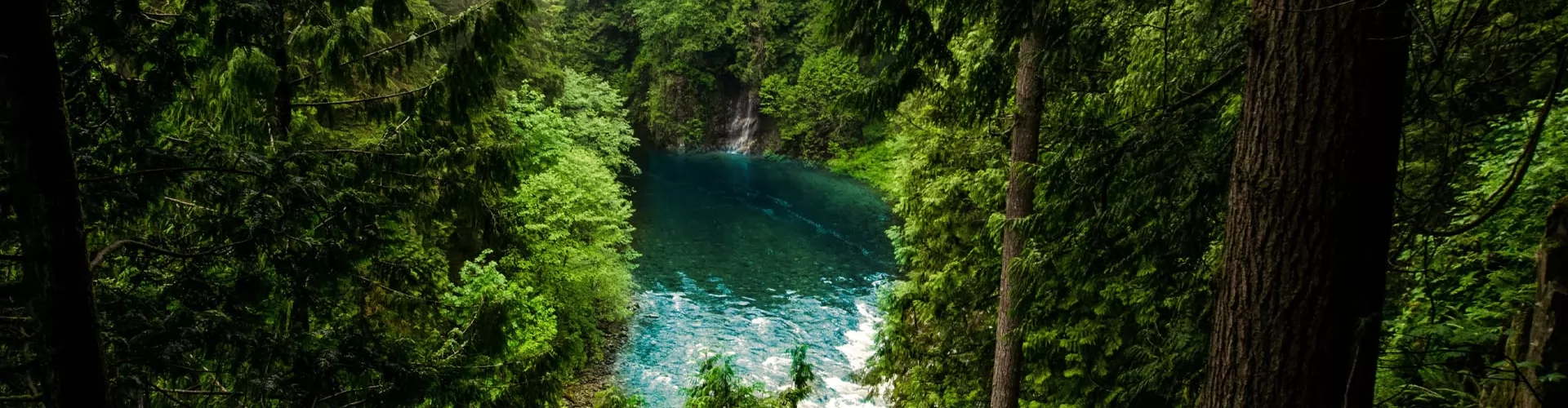 FSC_forest_stewardship_council